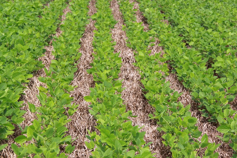 Manejo sustentável impulsiona subvenção do seguro rural para até 35% na soja - seguro rural Manejo sustentável impulsiona subvenção do seguro rural para até 35% na soja