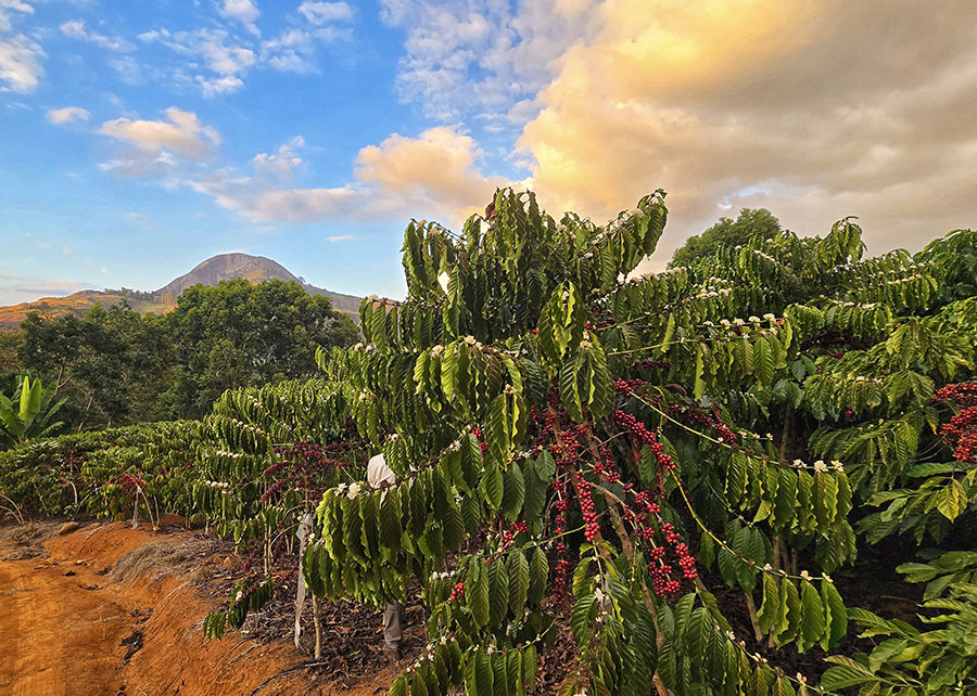 Permite consultas rápidas e visualizações de gráficos sobre produção, distribuição territorial, risco climático e produção científica