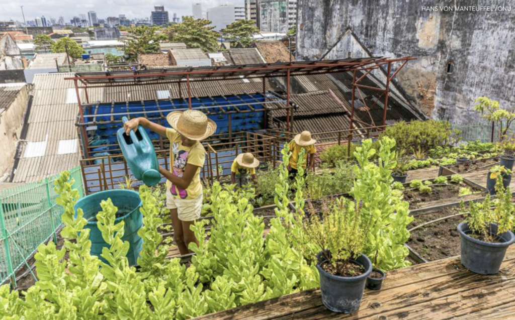 Curso gratuito da Embrapa ensina o passo a passo para fazer uma horta comunitária - horta comunitária Curso gratuito da Embrapa ensina o passo a passo para fazer uma horta comunitária