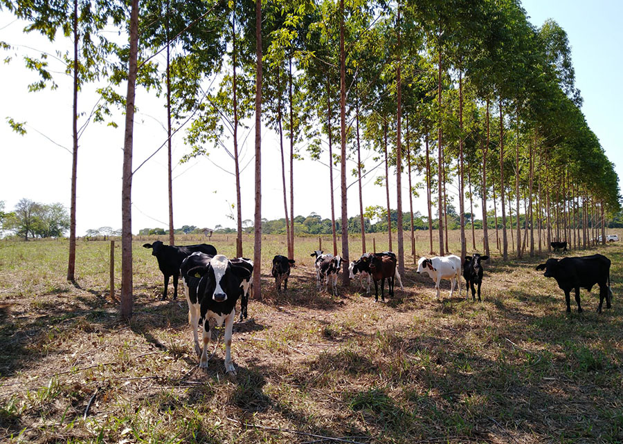 bordão-de-velho - Espécie nativa de árvore melhora saúde do solo ao ser integrada a pastagens