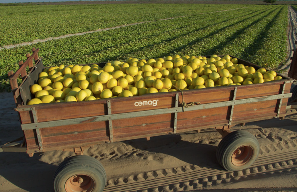 Agropecuária é destaque no PIB do Ceará no segundo trimestre - agropecuária Agropecuária é destaque no PIB do Ceará no segundo trimestre
